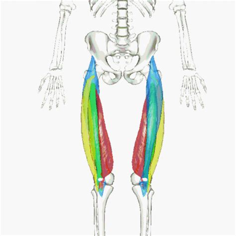 Quadriceps D