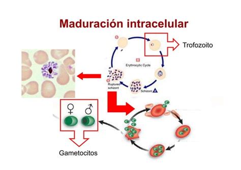 Ciclo Biológico Del Plasmodium