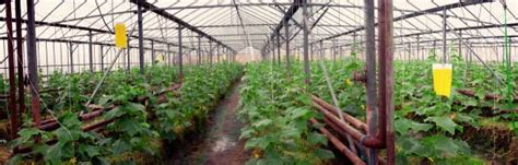 Horticultural Crops Horticultural Crops Under Protected Cultivation