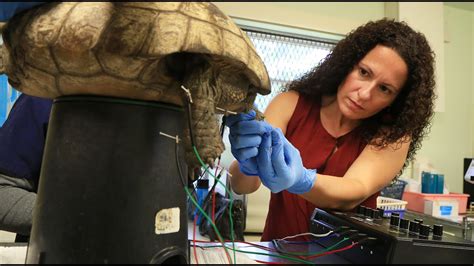 Injured Tortoise Gets Acupuncture To Help Healing YouTube