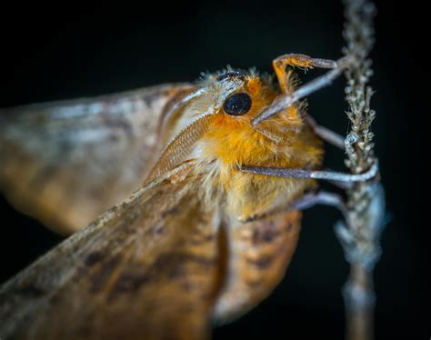 close  photography  brown  orange moth  stock photo