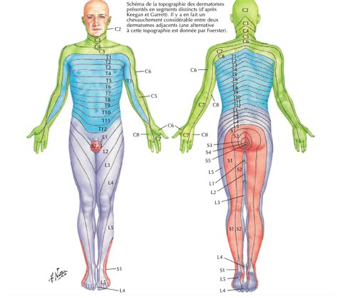 Dermatome Flashcards Quizlet