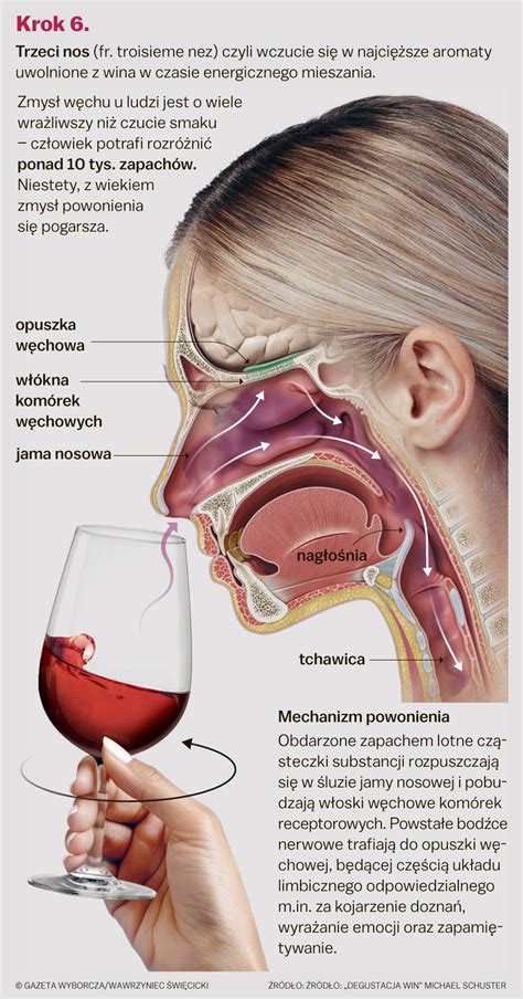 Degustacja Wina Czyli Jak Smakowa Bada I Ocenia Wino