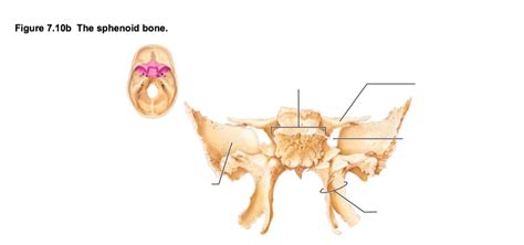 Sphenoid Bone Posterior View Diagram Quizlet