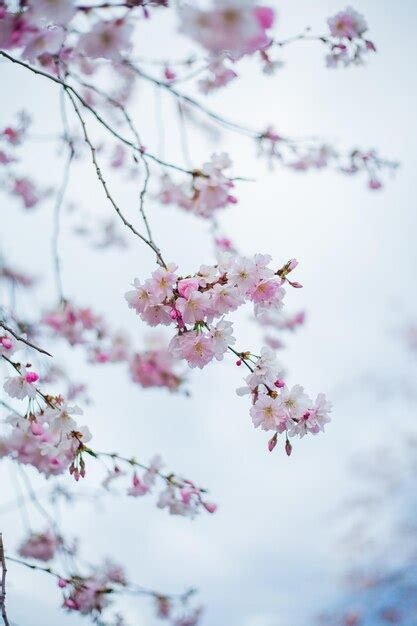 Premium Photo | Cherry blossoms park with pink flowers on the trees spring