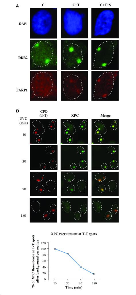 In Situ Extraction For Enhancement Of Signal For Ner Proteins Ddb2