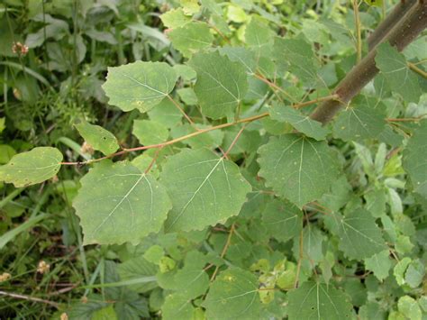 Les Petites Herbes Les fleurs arbustes et arbres de lEspace régional