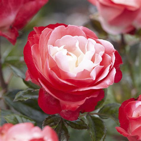 kupite sadnice hibridne cajevke nostalgie    gradinamax