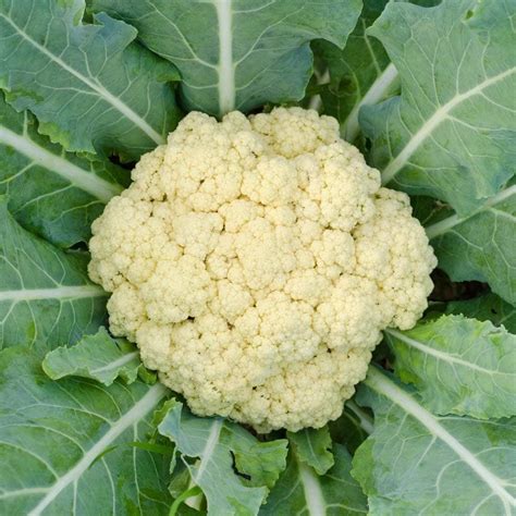 Groseeds Vegetable Seeds Cauliflower All Year Round V Cau 02 200