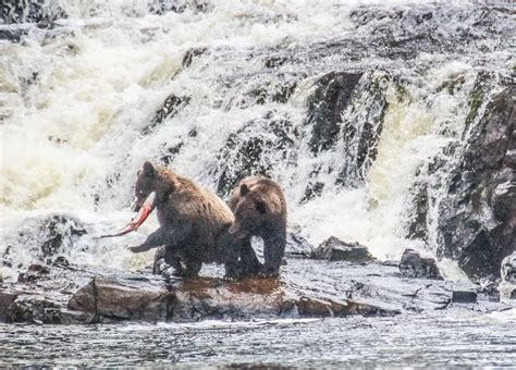 Cannundrums: Brown Bear - Chichagof Island, Alaska