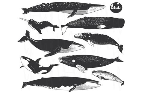 Whale Wall Art Collection Set Ll By Yenzarthaut Thehungryjpeg