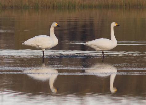 Details Bewicks Swan Birdguides