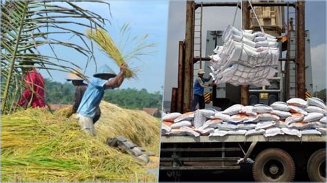 Petani Siap Siap Panen Raya Pemerintah Mau Impor 1 Juta Ton Beras