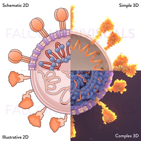 Coronavirus Virion Style Variants Falconieri Visuals Llc