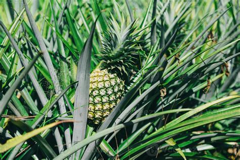 Fruit Dananas Sur Larbre Plantation Dananas Fruits Tropicaux