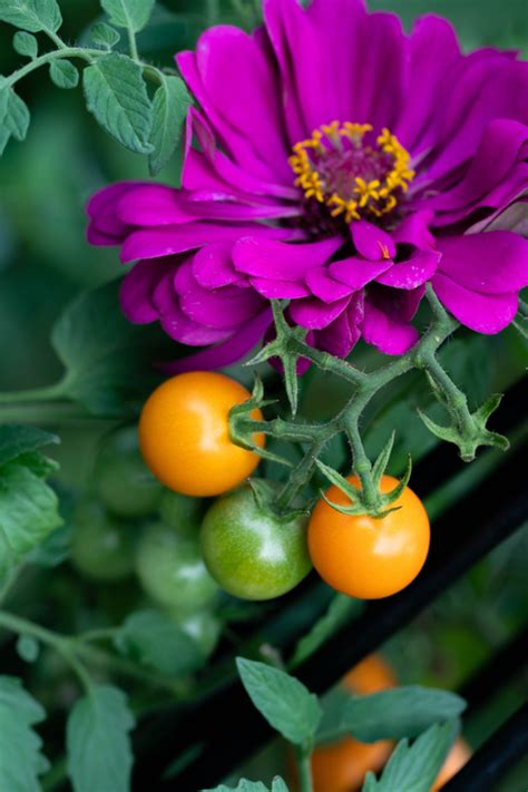 Why You Should Grow Zinnias In Your Vegetable Garden 6 Benefits