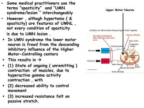 Ppt Spasticity And Increased Muscle Tone Powerpoint Presentation