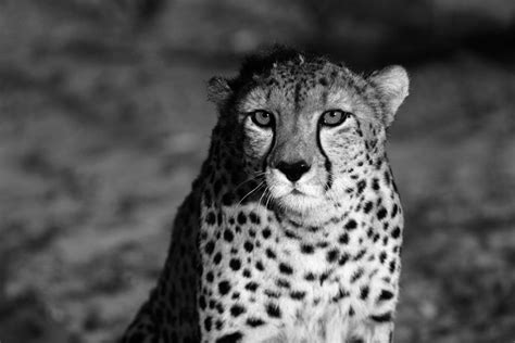 Black And White Cheetah By Nicolascameron On Deviantart