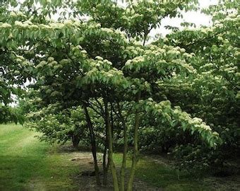 10 Pink Dogwood Tree Seeds-1193a - Etsy