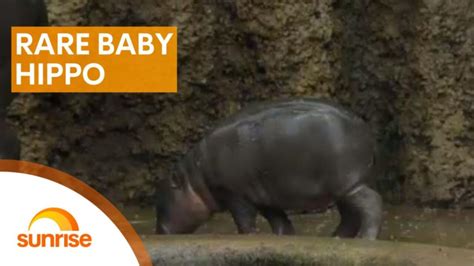 Czech zoo welcomes rare baby hippo | 7NEWS