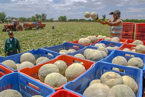 Aumenta Producci N De Mel N Mexicano M S De Mil Toneladas En Un A O