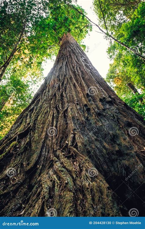 Hyperion Tree, the Tallest Tree in the World, Redwoods National and ...