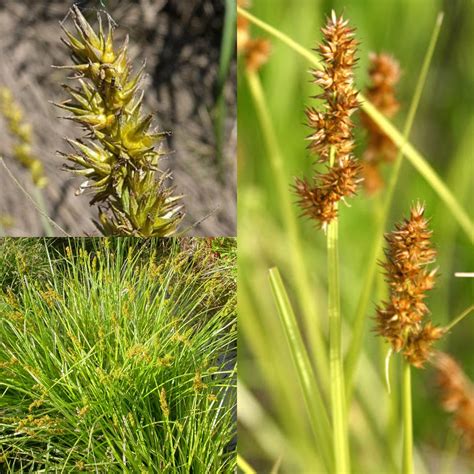 Seeds For Planting Carex Stipata Seeds Prickly Sedge Awl Fruited