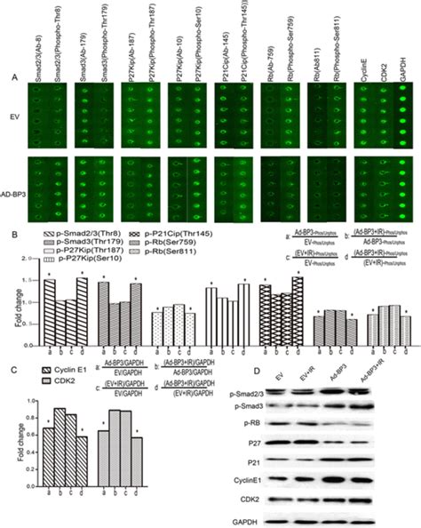 Overexpression Of Igfbp 3 Regulated The Expression And Phosphorylation