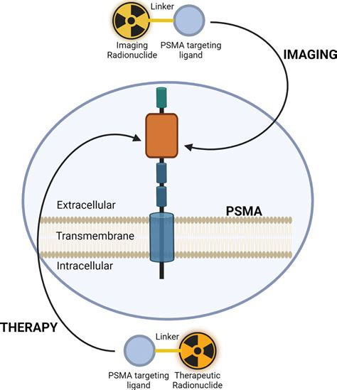 177luprostate Specific Membrane Antigen Radioligand Therapy In