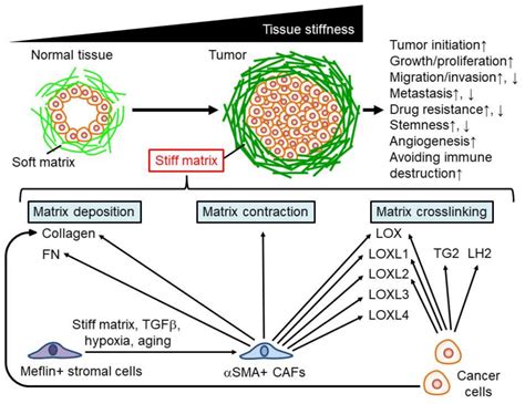 Matrix Stiffness A Key Feature In Cancer Progression Hcs Pharma