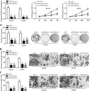 Effects Of Myoslid On Proliferation Migration And Invasion A