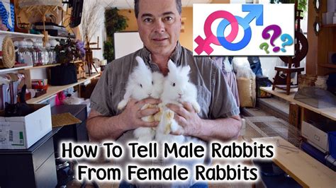 How To Tell Male From Female Rabbits Youtube