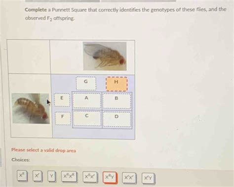 Solved Complete A Punnett Square That Correctly Identifies The Genotypes Of These Flies And