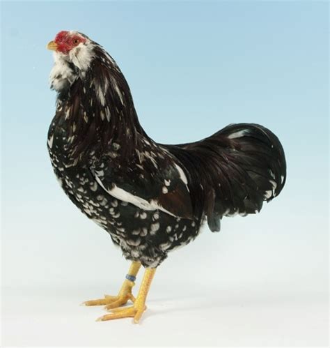 Orloff Chickens - The Complete Guide to Russian Orloffs