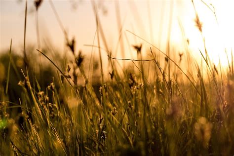 Grass Hintergrund Wild Kostenloses Foto Auf Pixabay