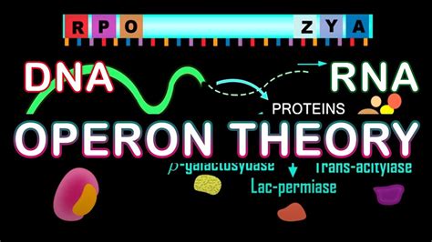 Lac Operon Gene Regulation Operon Theory Biology Youtube