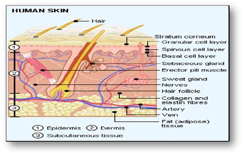 Labeled Cross Section Of Skin