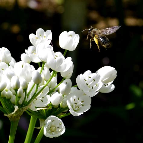 1000 espèces d Abeilles en France Yannick Lemesle