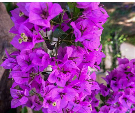 Purple Bougainvillea Starter Plant Purple Majesty Live Rare