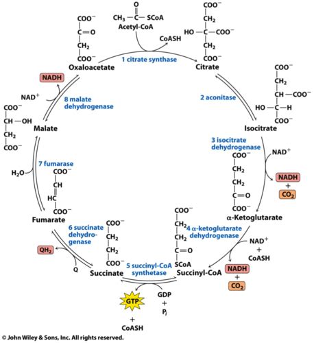 Pyruvate Dehydrogenase Complex And The Citric Acid Cycle Flashcards Quizlet