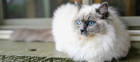 Ragdoll Cat Breed Guide - Size, Personality, Lifespan & More