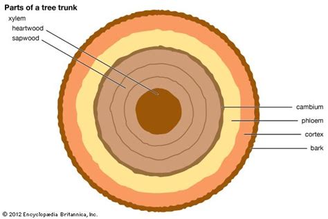 Tree Xylem And Phloem Diagram