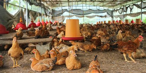 Efeedlink Poultry