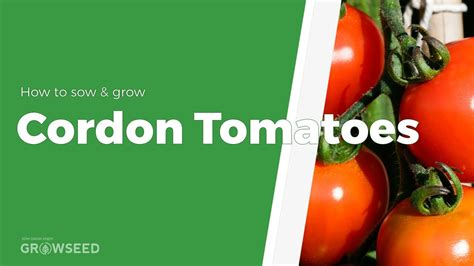 How To Sow And Grow Cordon Tomatoes Youtube