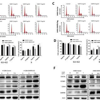 Mir Is Downregulated In Human Glioma Tissues And Cell Lines A