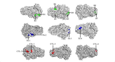 Figure Epitopes Of Sads Cov Spike Protein Candidate Antigen Tertiary