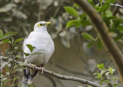 White Headed Starling Sturnia Erythropygia White Headed Flickr