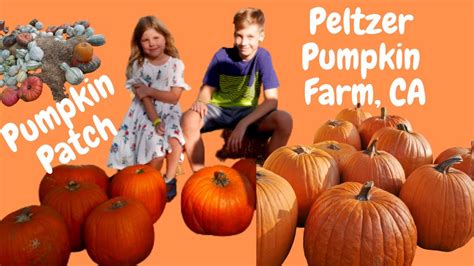 Pumpkin Patch 2020 Peltzer Pumpkin Farm In Temecula CA Fall Vlog