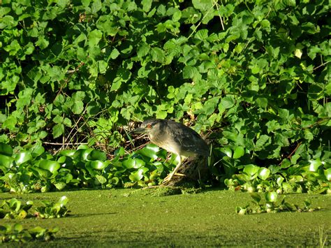 Goraz Black Crowned Night Heron Nycticorax Nycticorax Flickr