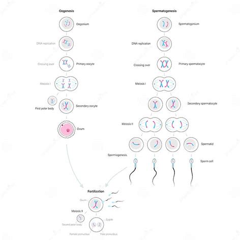 Concepto De Sistema Reproductivo Ilustración Del Vector Ilustración De Sistema Reproductivo